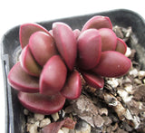 Crassula clavata