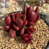 Crassula clavata