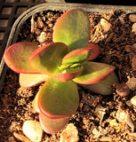 Crassula clavata