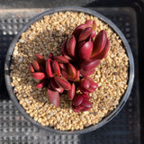 Crassula clavata