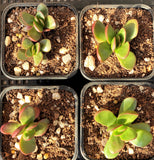 Crassula clavata