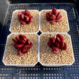 Crassula clavata