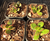 Crassula clavata