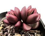 Crassula clavata