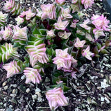 Crassula corymbulosa variegated CUTTING x 1