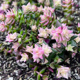 Crassula corymbulosa variegated CUTTING x 1