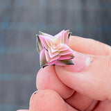 Crassula corymbulosa variegated CUTTING x 1