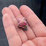 Crassula corymbulosa variegated CUTTING x 1