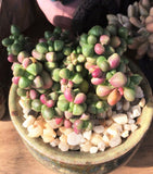 Crassula elegans purple form MELBOURNE SYDNEY ADELAIDE QUEENSLAND CANBERRA VICTORIA NSW QUEENSLAND SOUTH AUSTRALIA ACT SUCCULENT 多肉 墨尔本 维多利亚 澳洲 澳大利亚 悉尼 新南威尔士 阿德莱德 南澳 昆士兰 布里斯本 黄金海岸 多肉植物 堪培拉