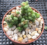Crassula elegans warty form