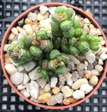 Crassula elegans warty form