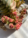 Crassula elegans warty form