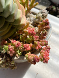 Crassula elegans warty form