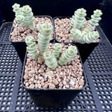 Crassula fantasy