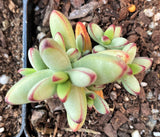 Crassula nudicaulis var. herrei MELBOURNE SYDNEY ADELAIDE QUEENSLAND CANBERRA VICTORIA NSW QUEENSLAND SOUTH AUSTRALIA ACT SUCCULENT 多肉 墨尔本 维多利亚 澳洲 澳大利亚 悉尼 新南威尔士 阿德莱德 南澳 昆士兰 布里斯本 黄金海岸 多肉植物 堪培拉