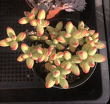 Crassula nudicaulis var. herrei MELBOURNE SYDNEY ADELAIDE QUEENSLAND CANBERRA VICTORIA NSW QUEENSLAND SOUTH AUSTRALIA ACT SUCCULENT 多肉 墨尔本 维多利亚 澳洲 澳大利亚 悉尼 新南威尔士 阿德莱德 南澳 昆士兰 布里斯本 黄金海岸 多肉植物 堪培拉