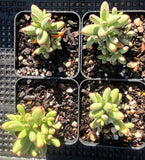 Crassula nudicaulis var. herrei