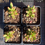 Crassula nudicaulis var. herrei