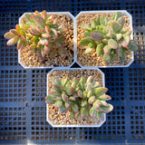 Crassula rogersii variegata