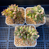 Crassula rogersii variegata