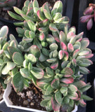 Crassula rogersii variegata 若歌诗锦 Melbourne Australia MELBOURNE SYDNEY ADELAIDE QUEENSLAND CANBERRA VICTORIA NSW QUEENSLAND SOUTH AUSTRALIA ACT SUCCULENT 多肉 墨尔本 维多利亚 澳洲 澳大利亚 悉尼 新南威尔士 阿德莱德 南澳 昆士兰 布里斯本 黄金海岸 多肉植物 堪培拉