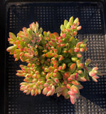 Crassula rogersii variegata