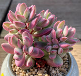 Crassula rogersii variegata
