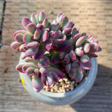 Crassula rogersii variegata