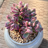 Crassula rogersii variegata