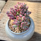 Crassula rogersii variegata