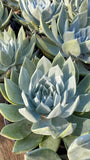 Dudleya brittonii