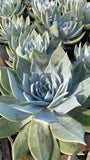 Dudleya brittonii