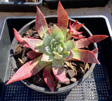 Dudleya brittonii