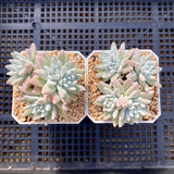 Dudleya greenei/white sprite