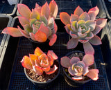 Echeveria afterglow 晚霞 MELBOURNE SYDNEY ADELAIDE QUEENSLAND CANBERRA VICTORIA NSW QUEENSLAND SOUTH AUSTRALIA ACT SUCCULENT 多肉 墨尔本 维多利亚 澳洲 澳大利亚 悉尼 新南威尔士 阿德莱德 南澳 昆士兰 布里斯本 黄金海岸 多肉植物 堪培拉