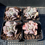 Echeveria cubic frost