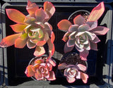 Echeveria afterglow 晚霞 MELBOURNE SYDNEY ADELAIDE QUEENSLAND CANBERRA VICTORIA NSW QUEENSLAND SOUTH AUSTRALIA ACT SUCCULENT 多肉 墨尔本 维多利亚 澳洲 澳大利亚 悉尼 新南威尔士 阿德莱德 南澳 昆士兰 布里斯本 黄金海岸 多肉植物 堪培拉