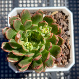 Echeveria Bini Gessei