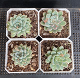 Echeveria Ellen