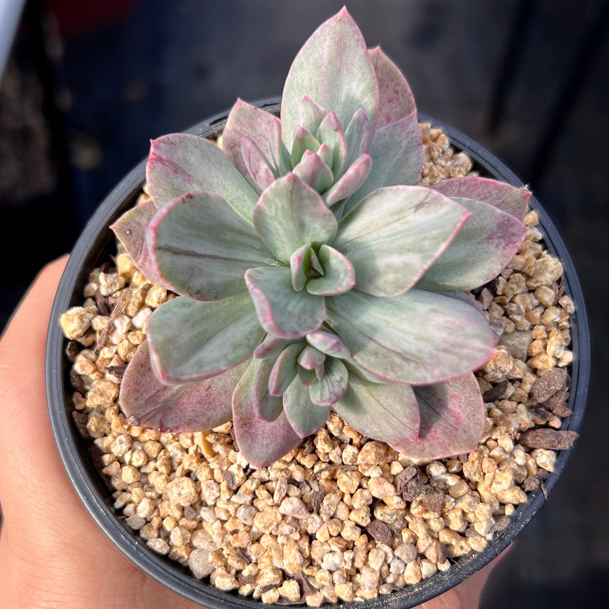 Echeveria Hanaikada Mosaic – RNT SUCCULENTS