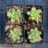 Echeveria ivory