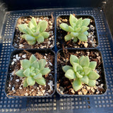 Echeveria ivory