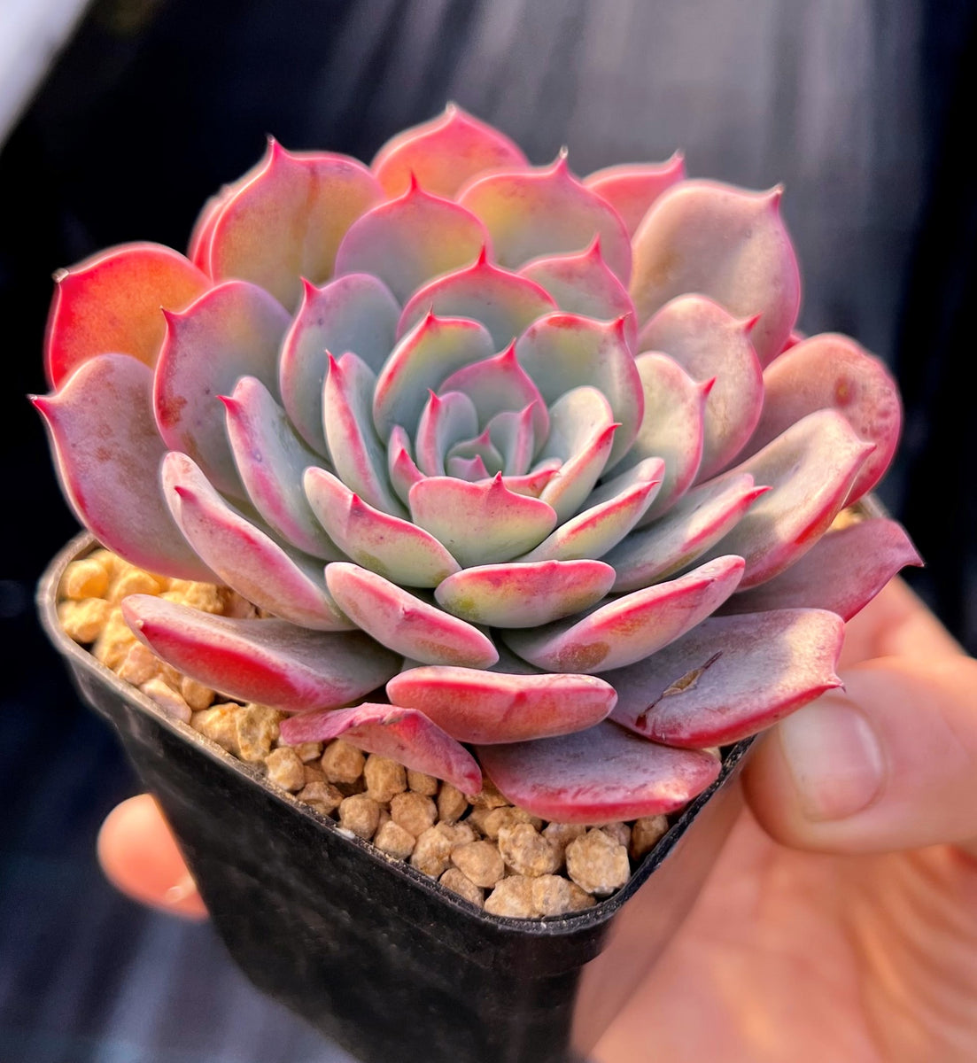 echeveria laulensis X紅蓮錦　超レア　多肉植物7CM容器抜き echeveria laulensis X紅蓮錦 超レア 多肉植物7CM容器抜き Echeveria