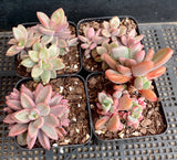 Echeveria Manaudes