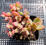 Echeveria Manaudes