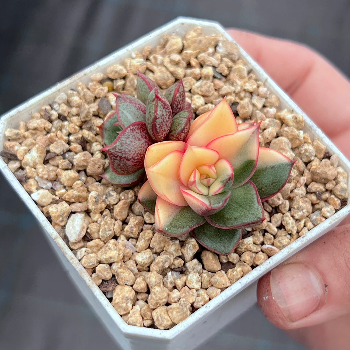 Echeveria Monocerotis offers variegated/麒麟座锦Pictured 3inch pot