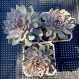 Echeveria Puebla