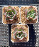 Echeveria Romeo x Laulinze