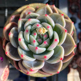 MELBOURNE SYDNEY ADELAIDE QUEENSLAND CANBERRA VICTORIA NSW QUEENSLAND SOUTH AUSTRALIA ACT SUCCULENT 多肉 墨尔本 维多利亚 澳洲 澳大利亚 悉尼 新南威尔士 阿德莱德 南澳 昆士兰 布里斯本 黄金海岸 多肉植物 堪培拉 Echeveria Romeo x Laulinze 罗密欧杂雪莲杂林赛