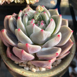 Echeveria Romeo x Laulinze